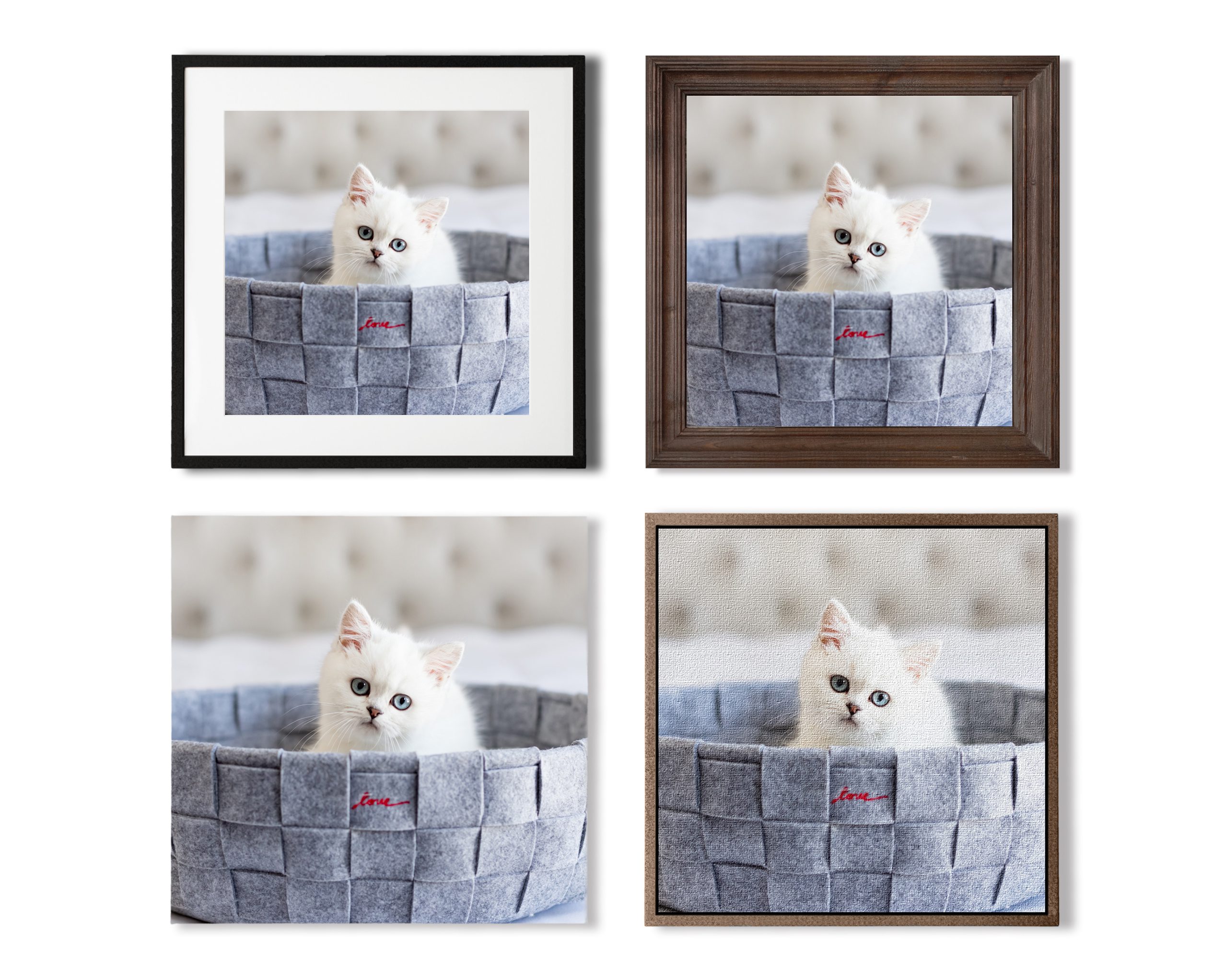 Wall portraits of cats in different frames