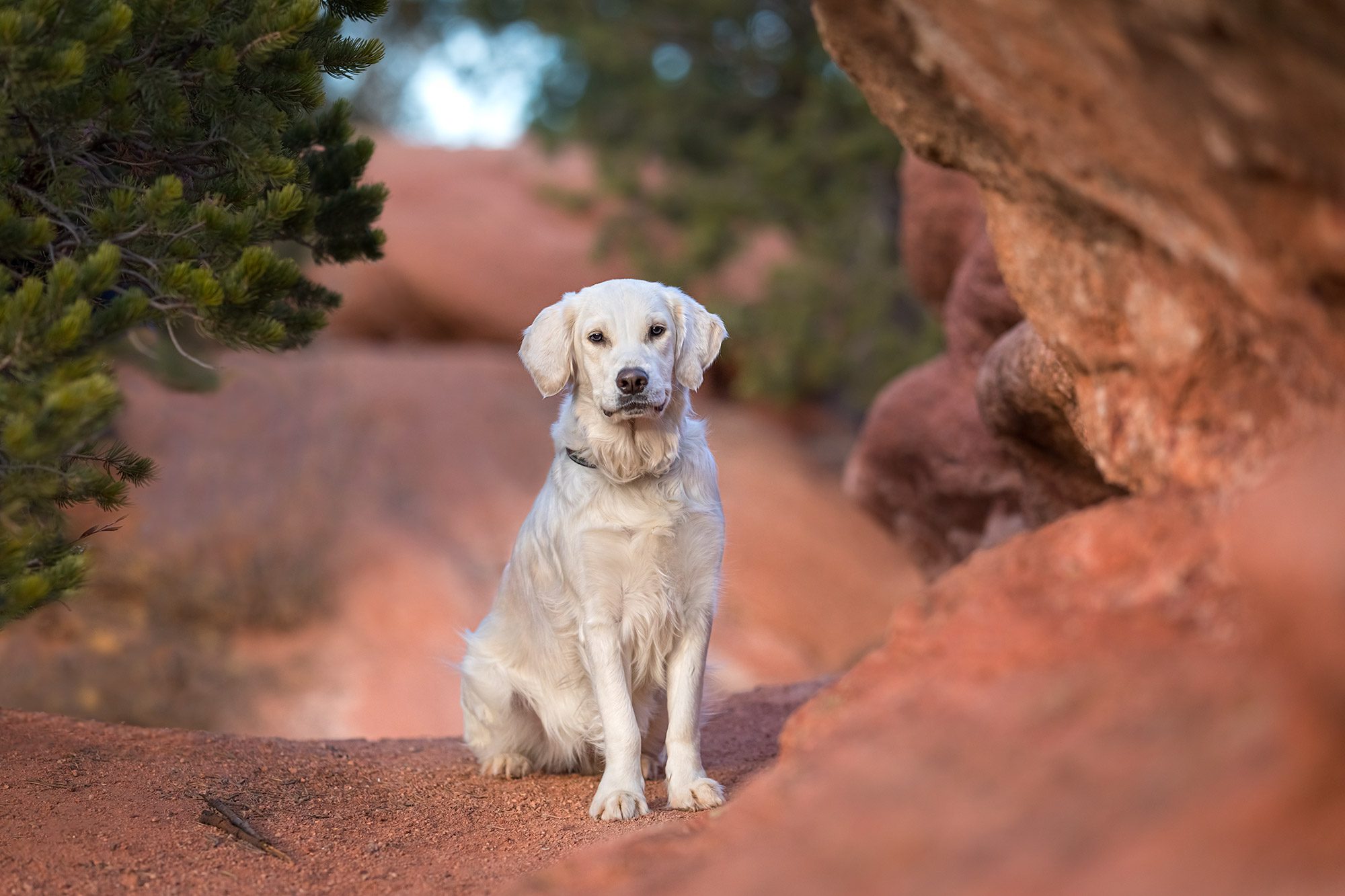 Dog at Garden of the Gods without a leash