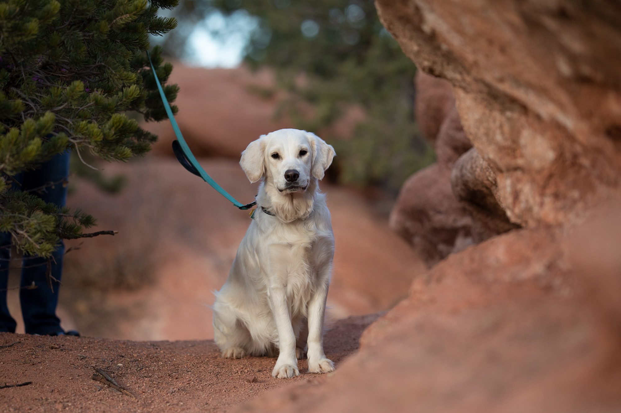 Dog at Garden of the Gods with a leash