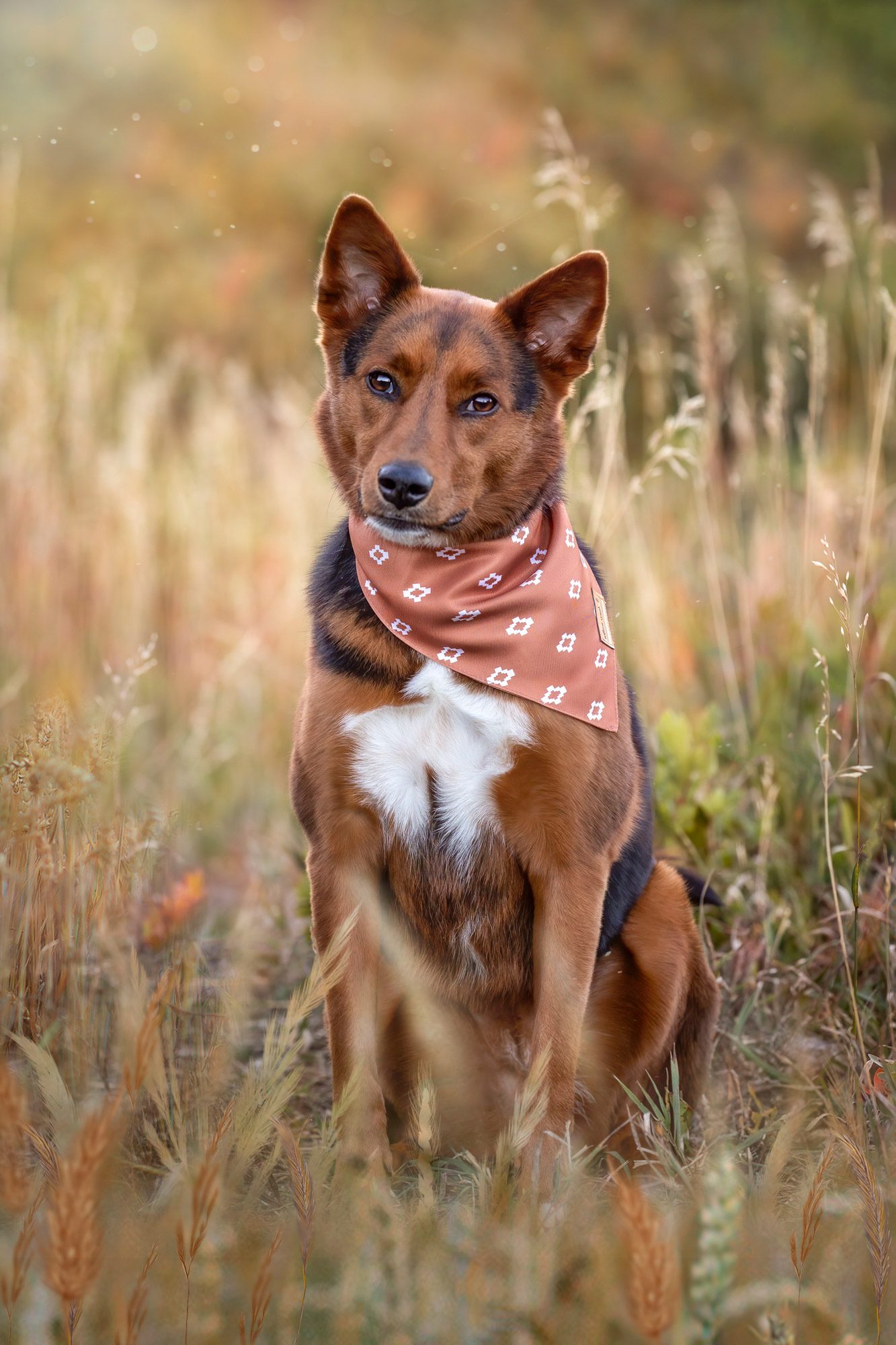 Dog with bandana sitting in a field