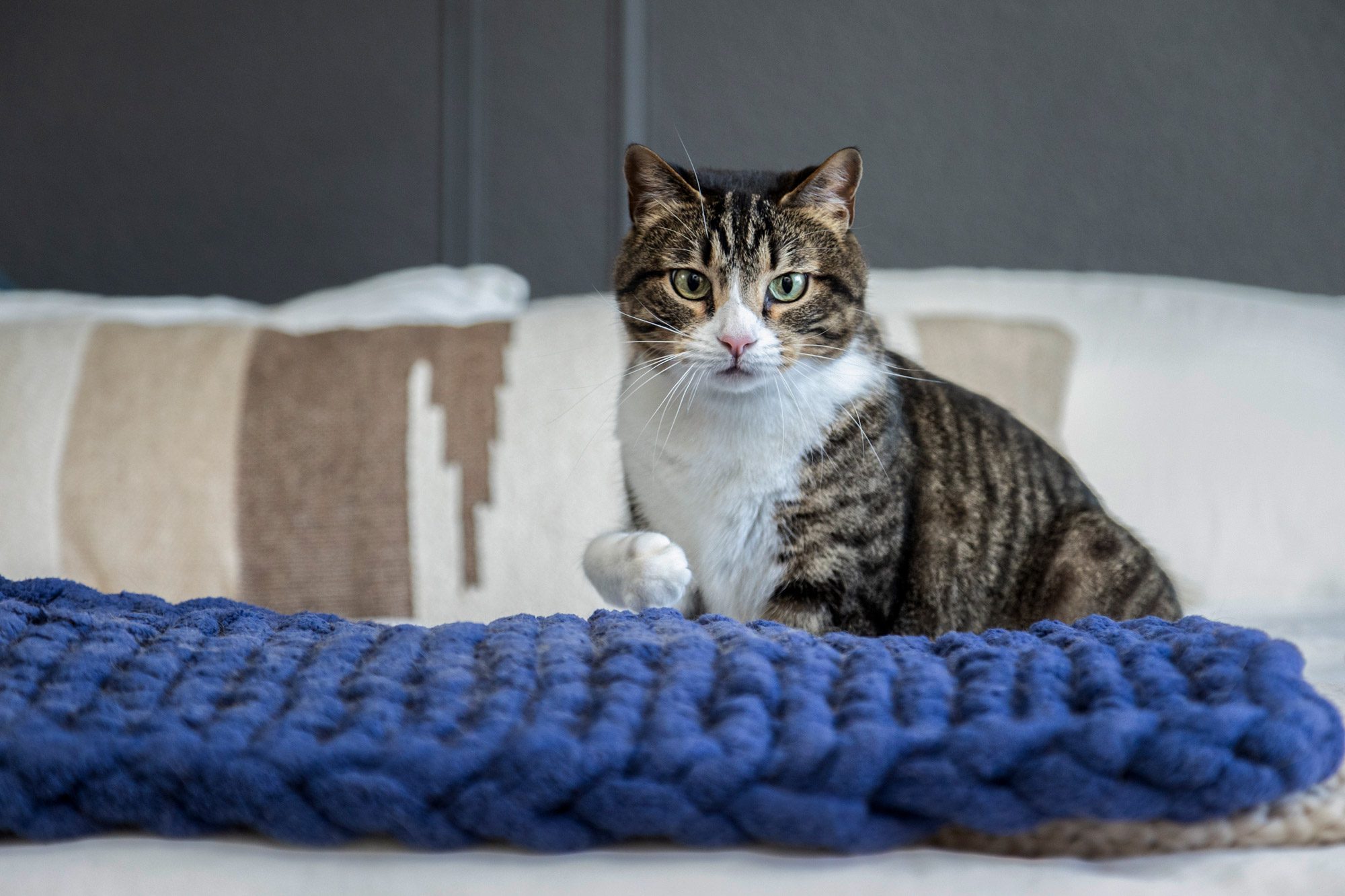 Cat sitting on a bed