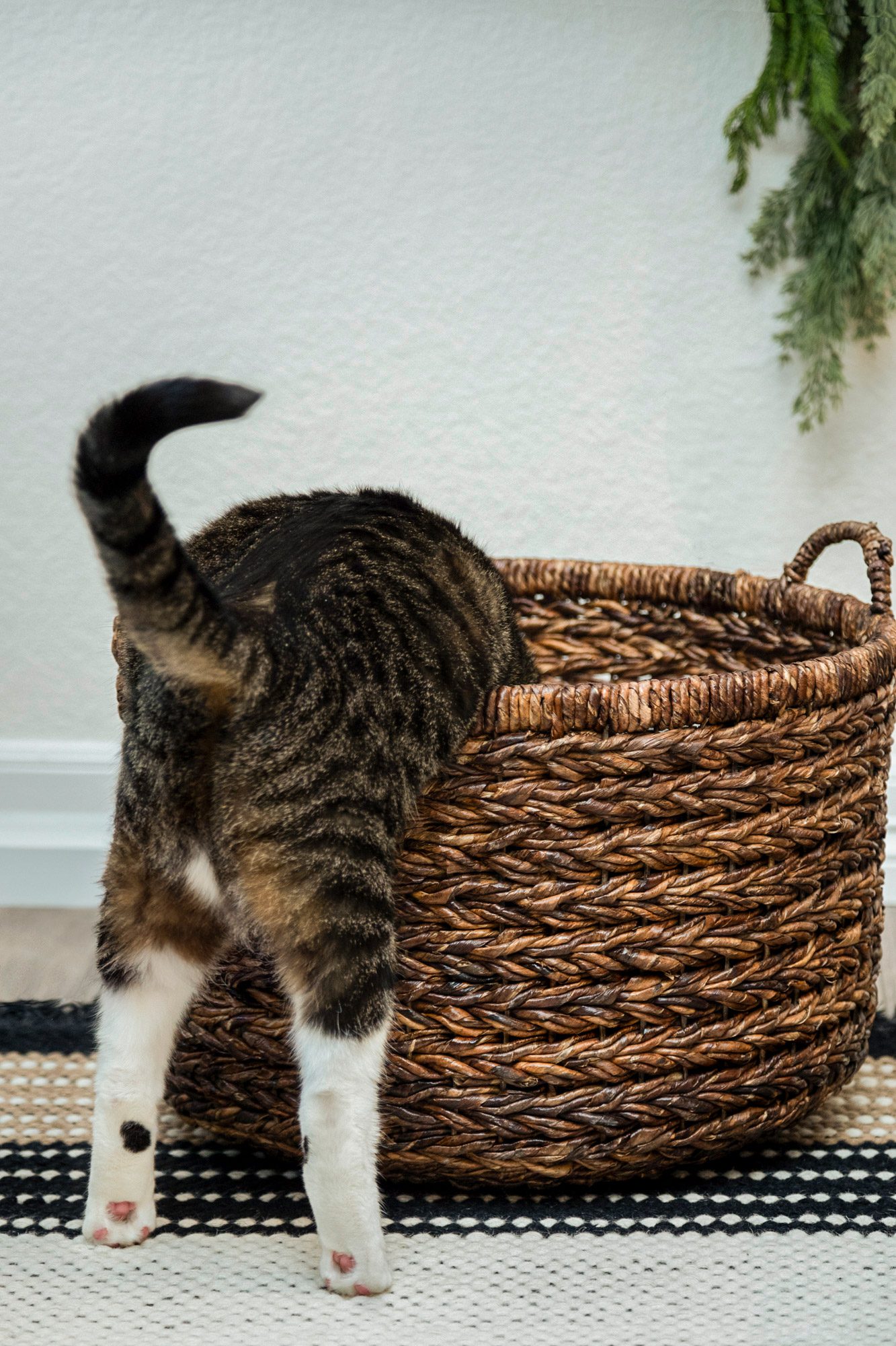 Cat getting into a basket