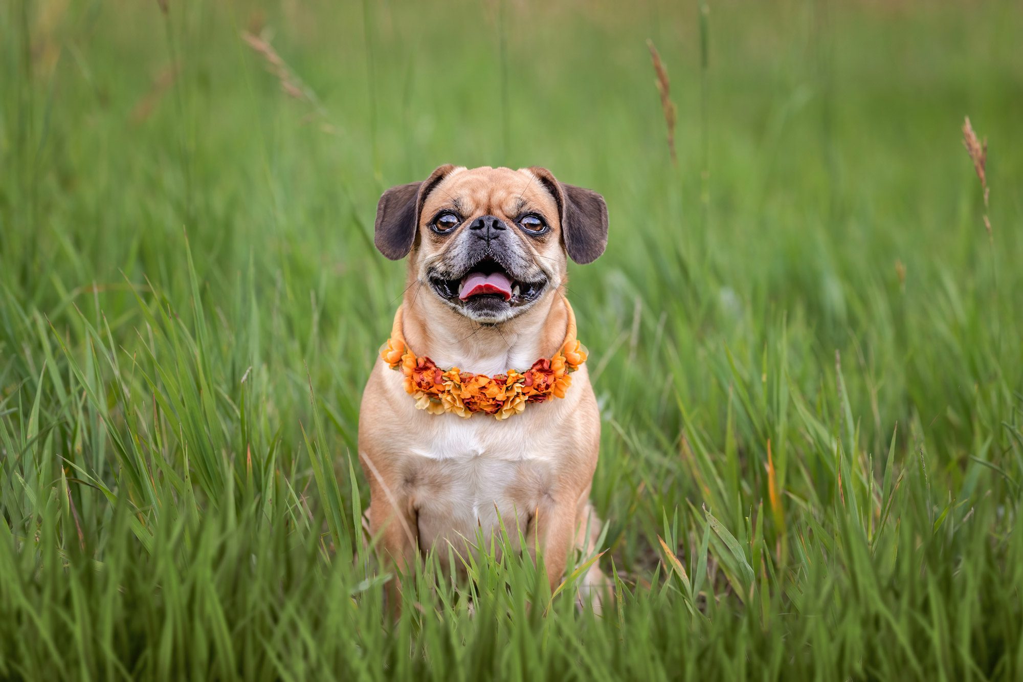 Pug dog in green grass