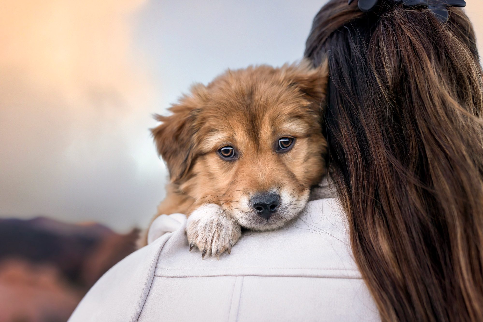 Puppy looking over owner's shoulder