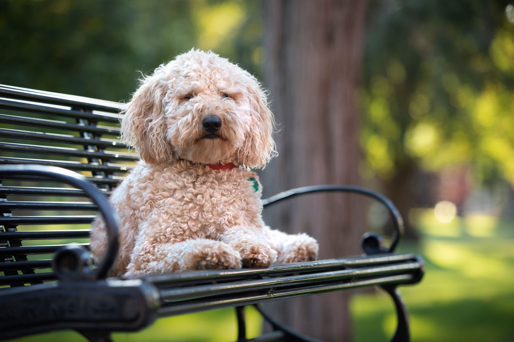 Dog on a bench in a park