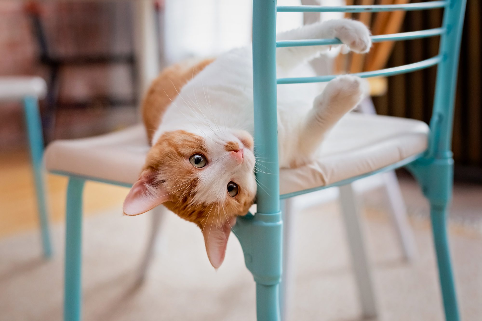 Cat on a chair