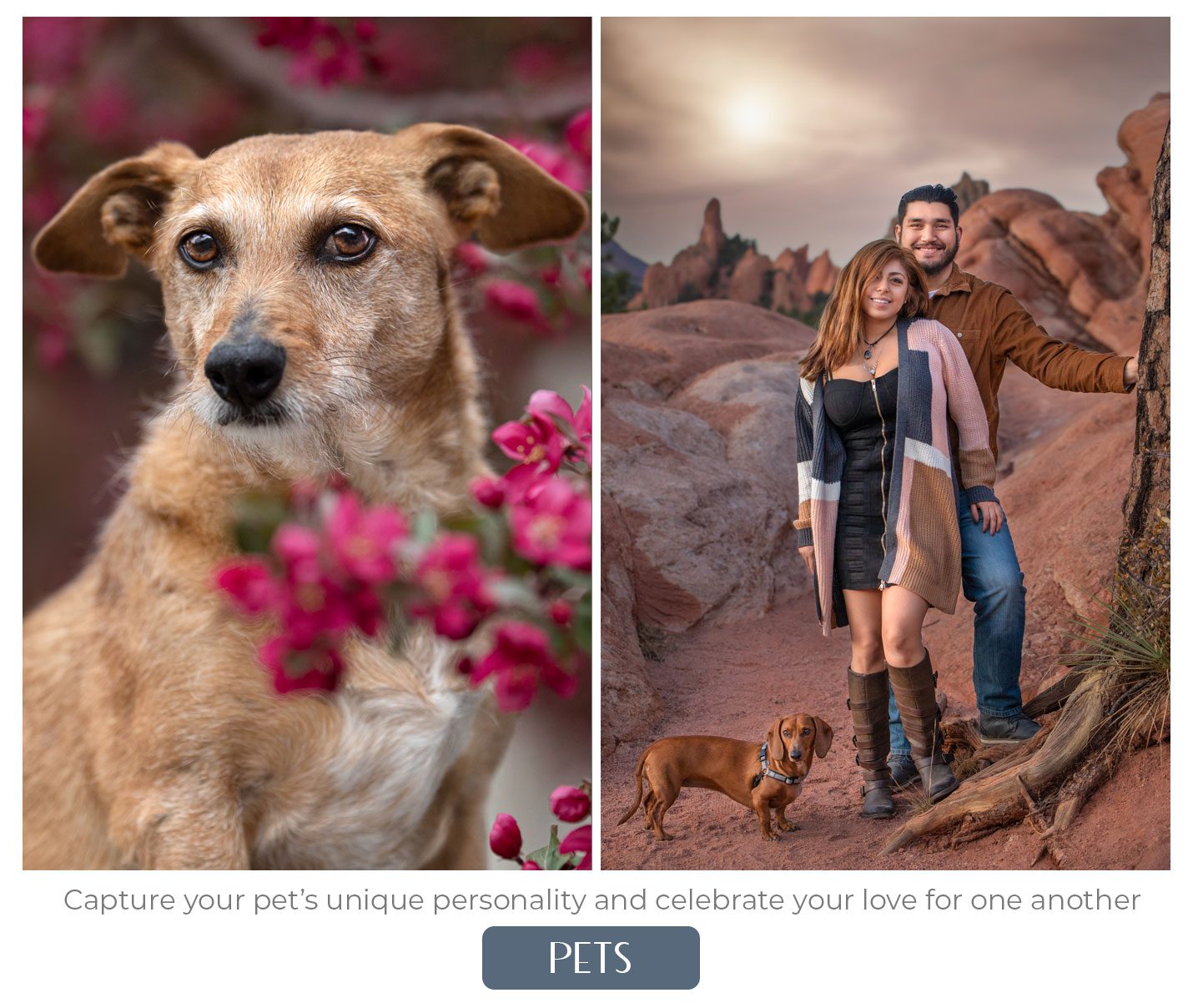 Colorado Springs pet photographer