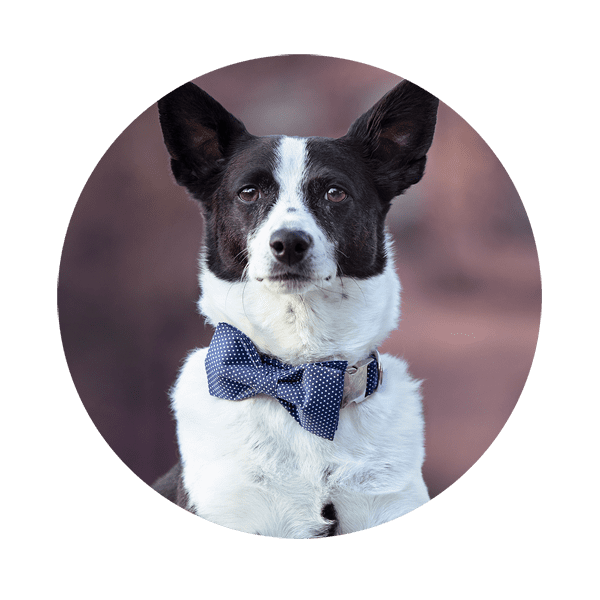 Cattle dog in bowtie