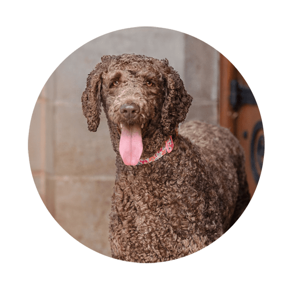 Labradoodle dog
