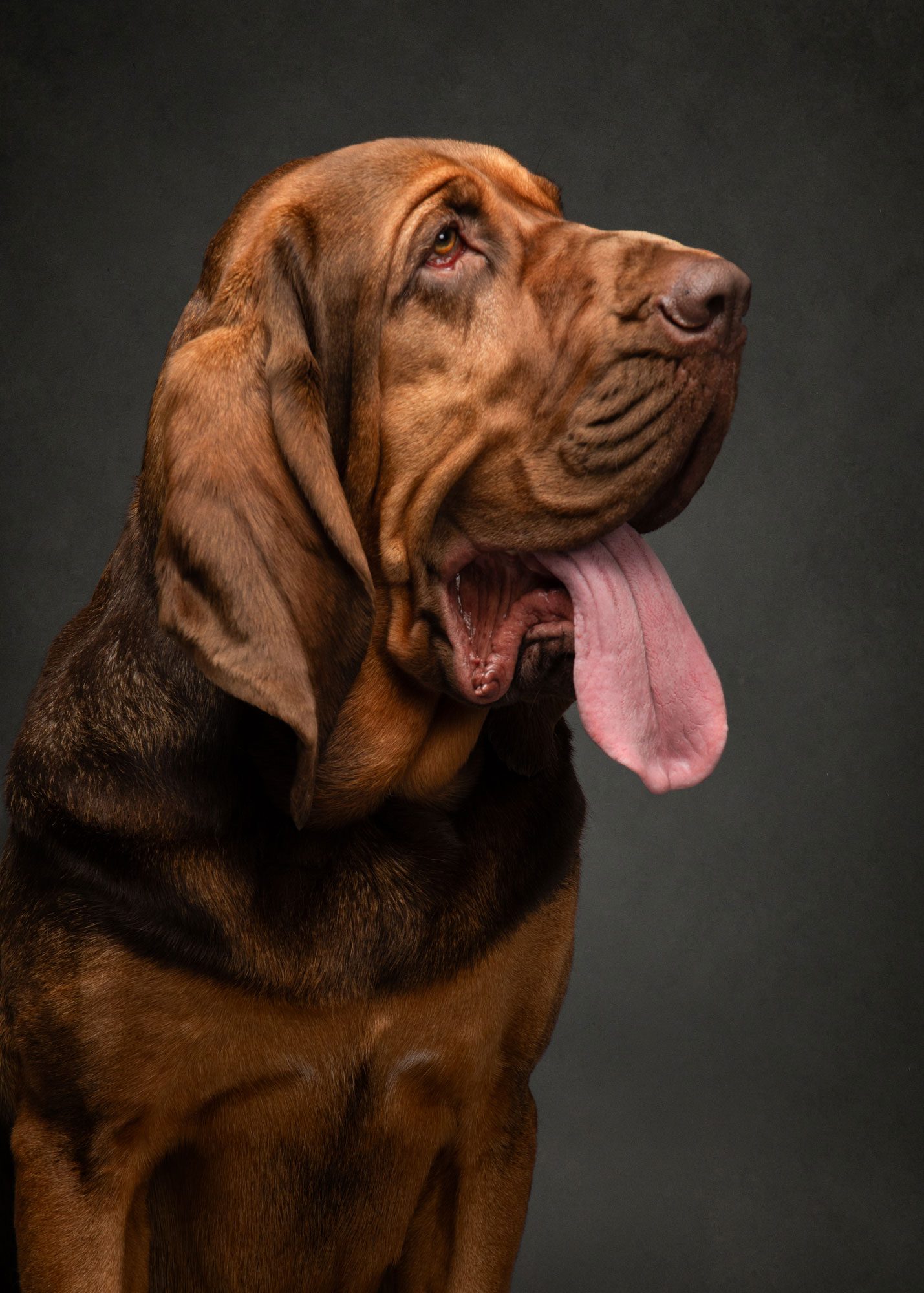 Bloodhound dog