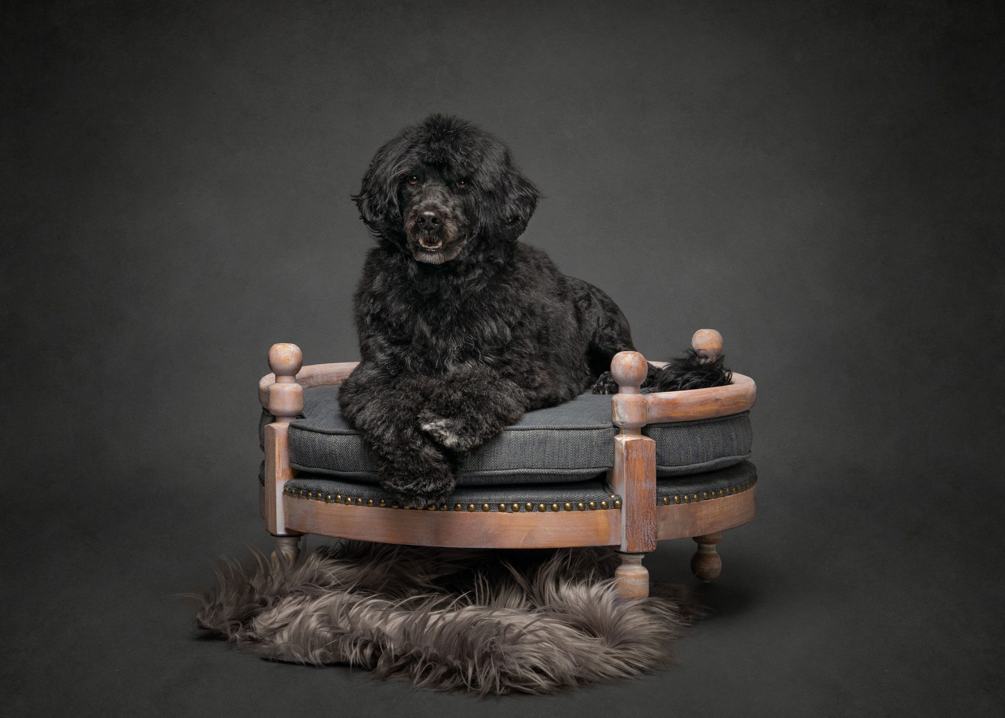 Portuguese Water Dog on a bench