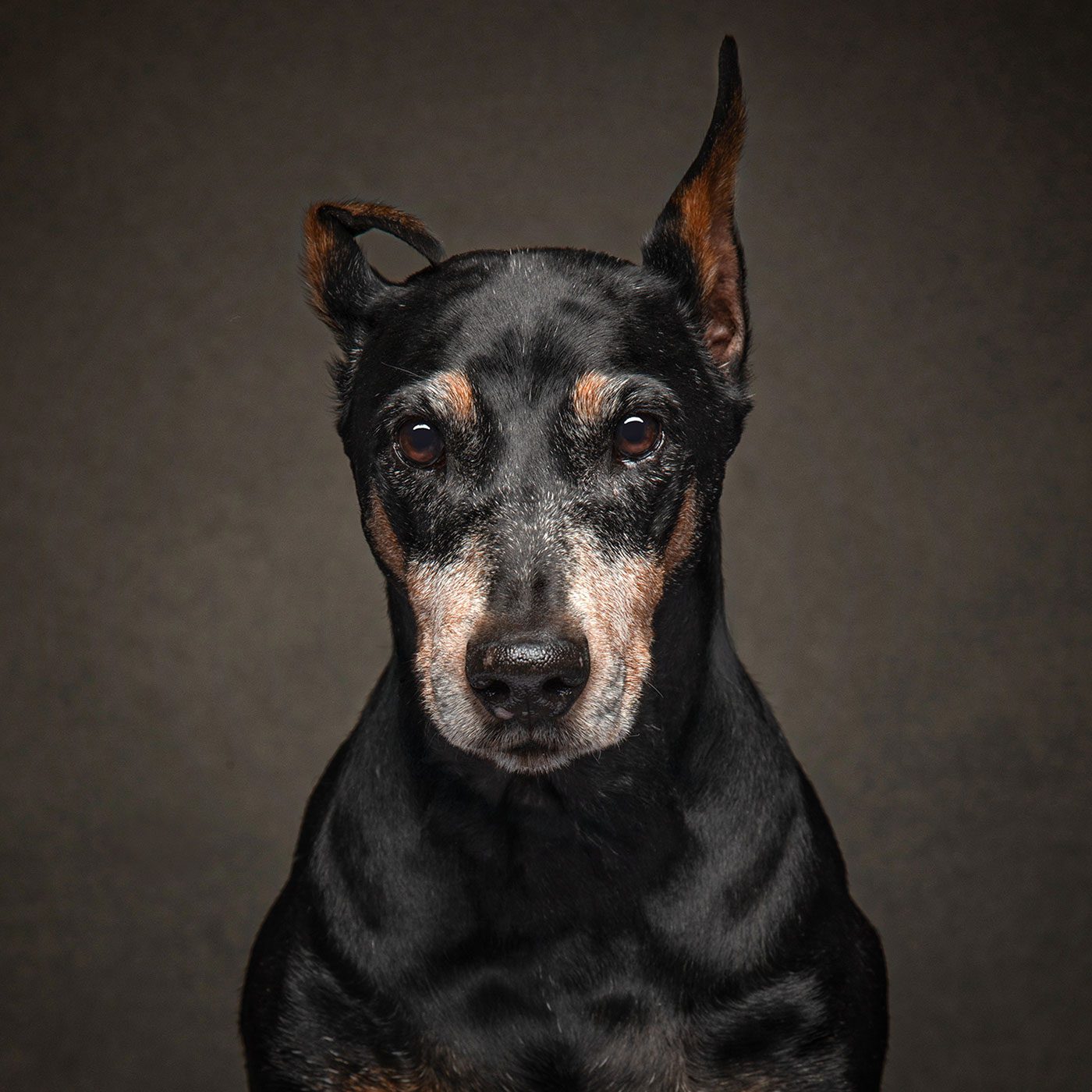 Pinscher dog