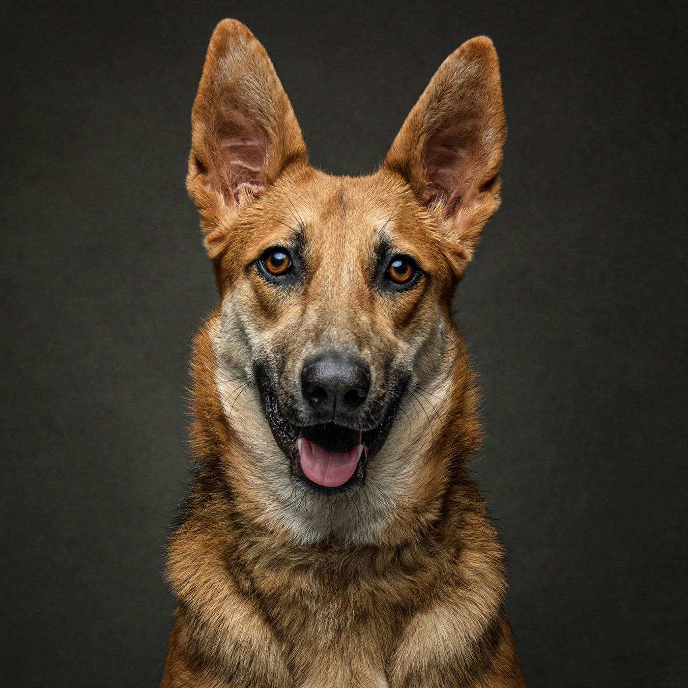 German Shepherd dog