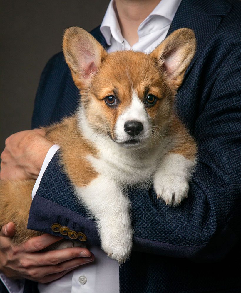 Corgi puppy