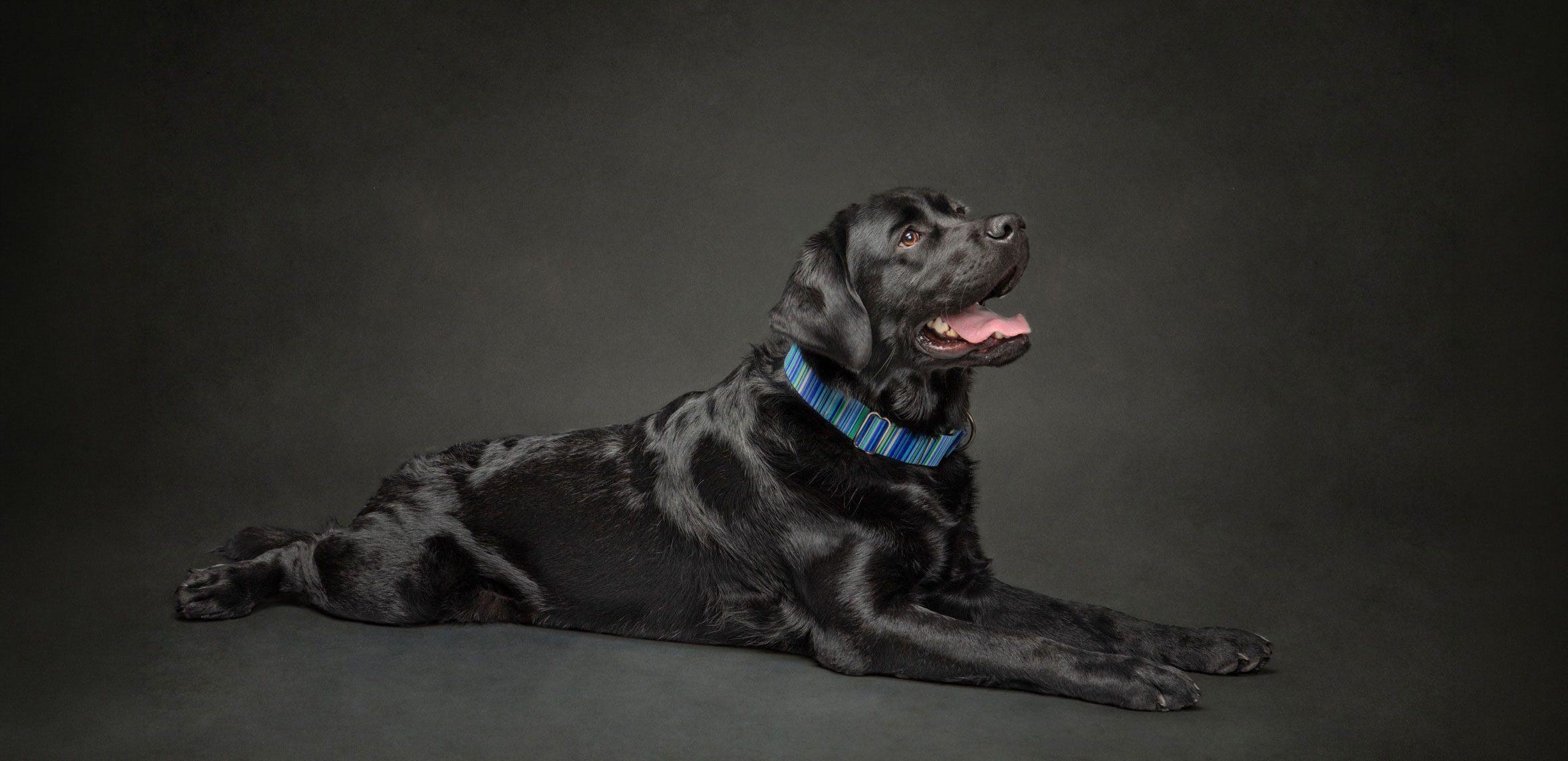 Black lab laying on floor