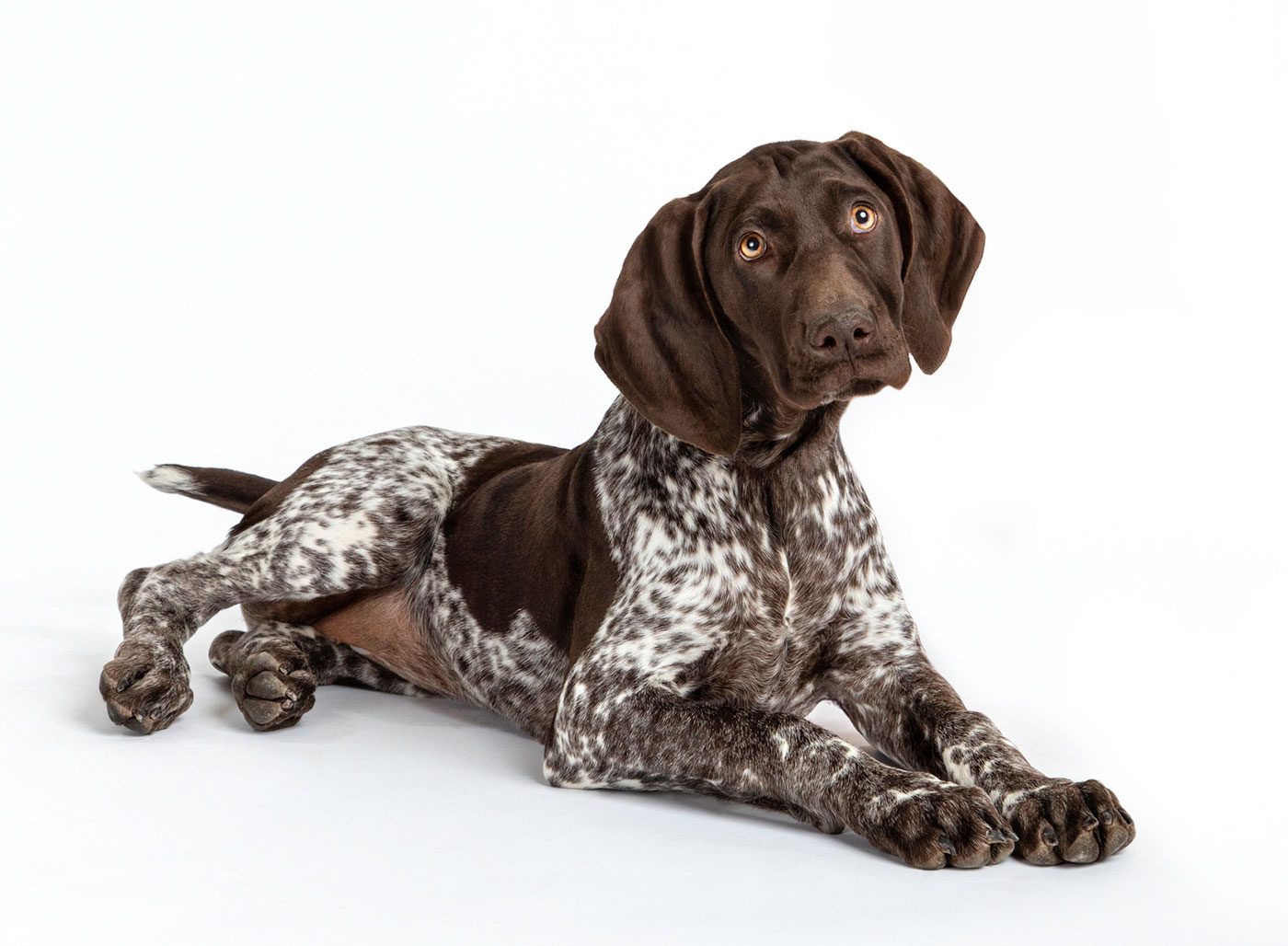 Hunting dog on white