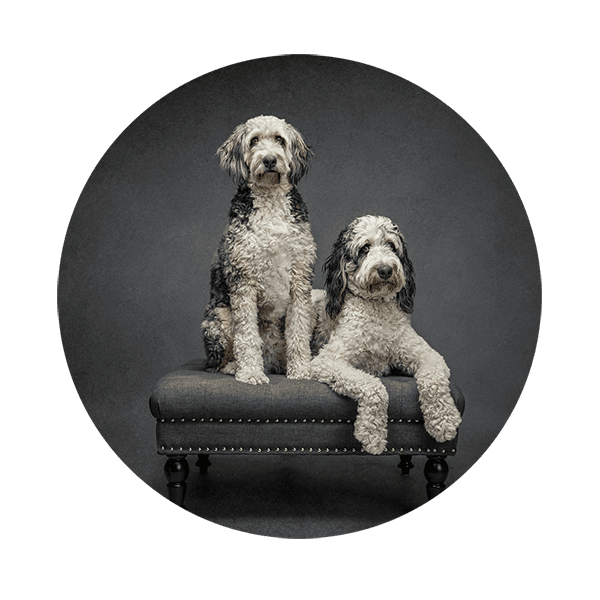 Two large dogs on an ottoman