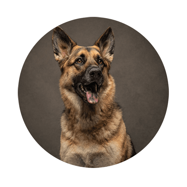 German Shepherd dog