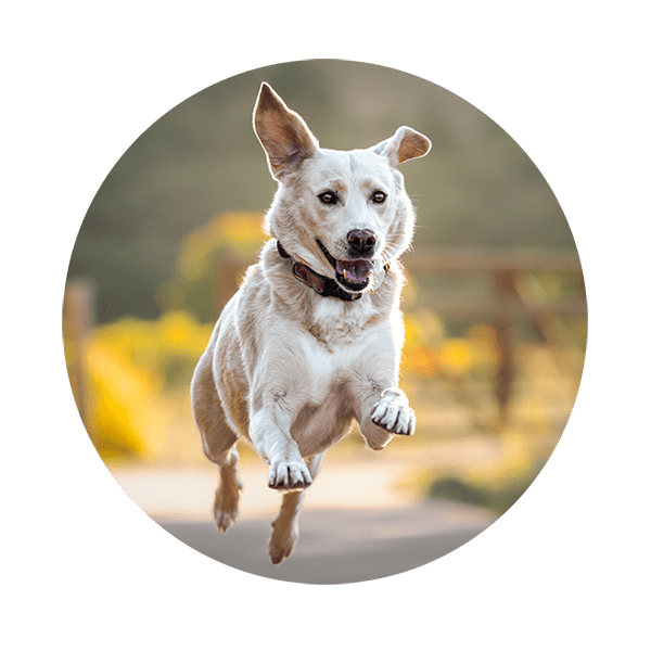 Action shot of dog running