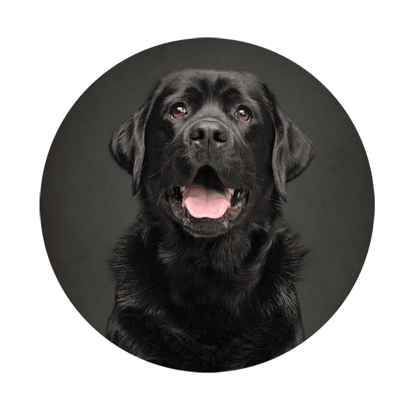 Black lab portrait