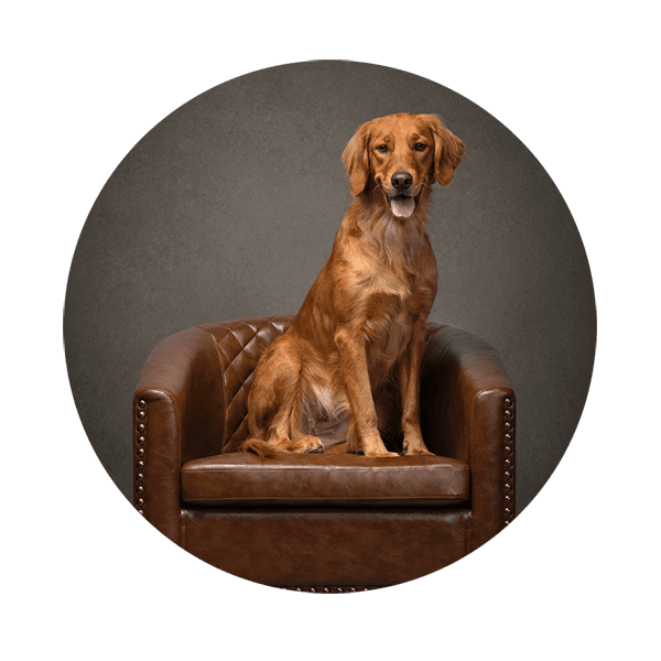 Golden retriever on a chair