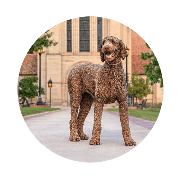Dog standing outside