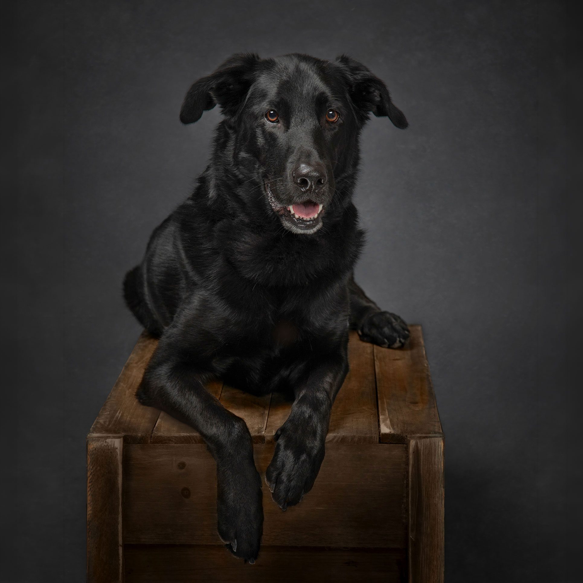 Black lab dog studio portrait