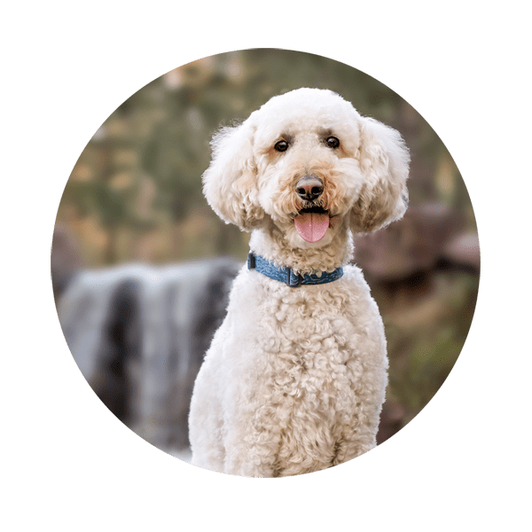 Goldendoodle dog outside