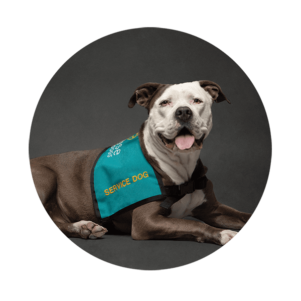 Service dog