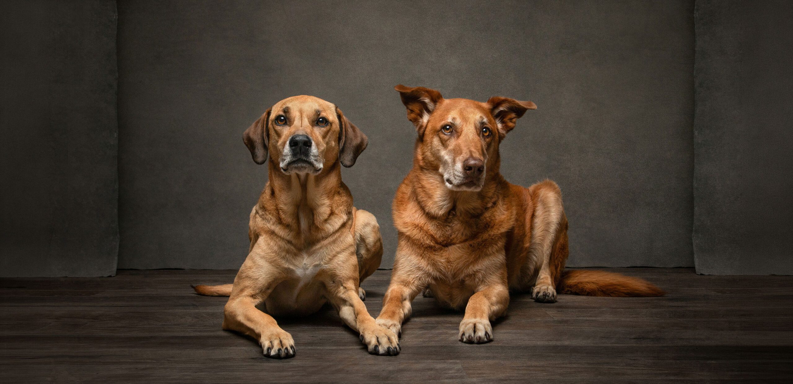 Two brown dogs laying on the floor