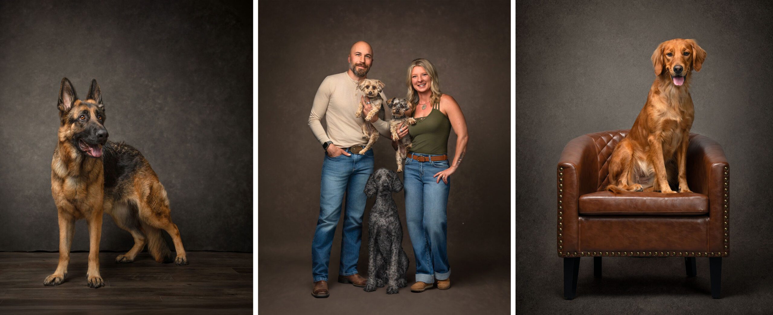Three dog portraits